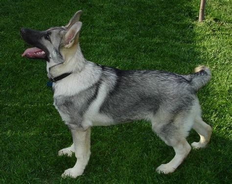 The rare tri color sable male is 105 lbs the black and silver 115 at 10 months old. 22 best Silver sable German shepherd images on Pinterest ...
