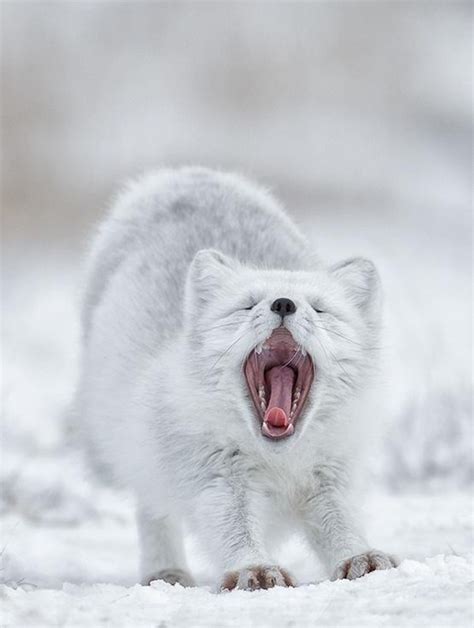 60 Beautiful Pictures Of Animal In The Snow