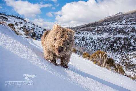 Wombat In The Snow Snowy Mountains New South Wales Australia