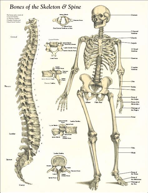 Bones Of The Skeleton And Spine Poster Clinical Charts And Supplies