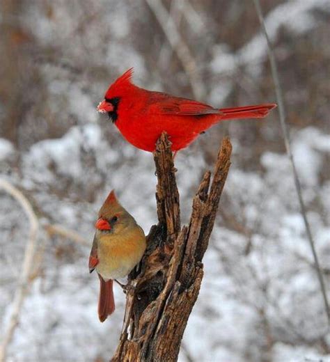 Illinois State Bird Northern Cardinal Birds Beautiful Birds