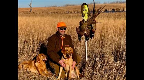 Minnesota Pheasant Hunt 26nov2022 Youtube