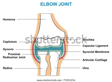 Vector Elbow Joint Cross Section Showing Stock Vector Royalty Free