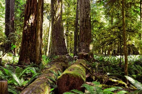 Lush Green Of Giant Trees Rainforest In The Cathedral Grove On