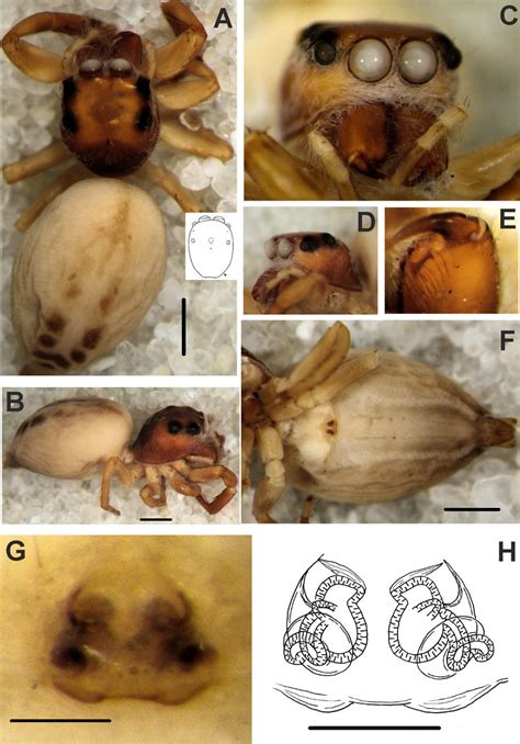 Opisthoncus Parcedentatus L Koch 1880 Female Syntype A B General