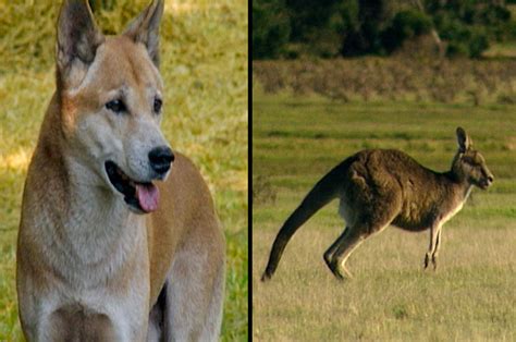 Kangaroos And Dingos Of Australia
