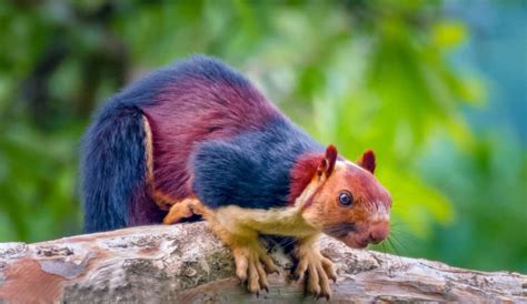 Meet The Indian Giant Squirrel The Exotic Rainbow Rodent