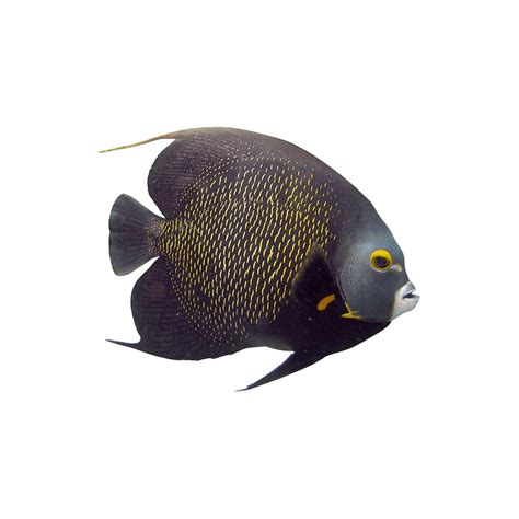 Photo Clipart Png Photo Angel Fish Hd Photos Png Images Design