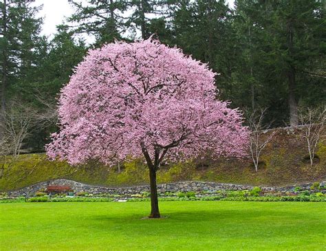 Plum Tree Flowering Plum Tree Vegetable Garden Design Knockout Rose