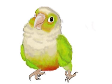 Conure Clipart 10 Free Cliparts Download Images On Clipground 2023