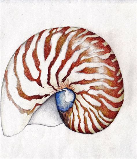 Nautilus Shell Watercolor Pinterest Nautilus Shell Nautilus And