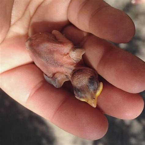 Newborn Baby Parakeets