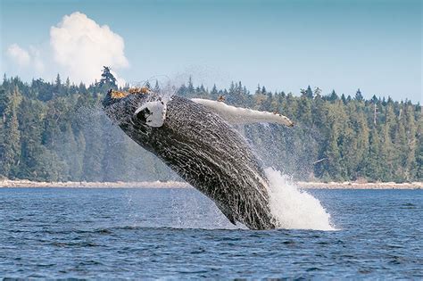 Vancouver Island Holidays 2024 And 2025 Freedom Destinations