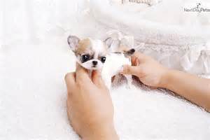 Pembroke welsh corgi · las vegas, nv. Chihuahua puppy for sale near Las Vegas, Nevada | 94e5d544 ...