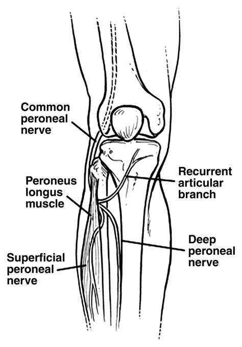 Mr Imaging Of Entrapment Neuropathies Of The Lower Extremity