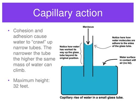 Ppt Plant Transport Powerpoint Presentation Free Download Id6793918