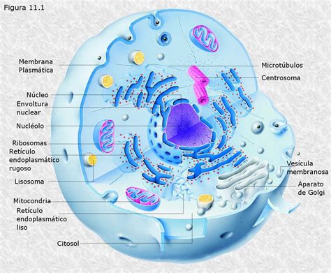 Estructura Celular