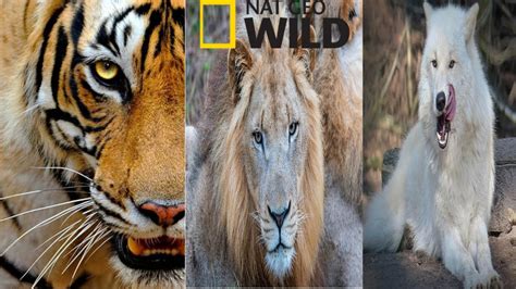 National Geographic Documentary Prehistoric Predators Wildlife Animals