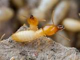 Photos of Termites Smell Like