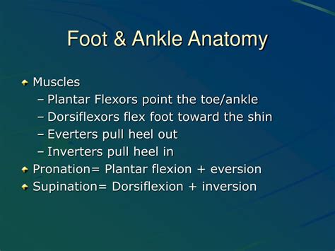 Ppt The Foot And Ankle Powerpoint Presentation Free Download Id3101301