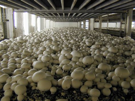 Mushroom Farming Production Consultancy In New Delhi Agro Tech Id