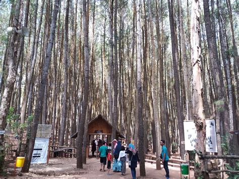 Pengembangan wisata alam di kawasan hutan pergeseran paradigma pemanfaatan hutan : Pengelolaan Hutan Pinus Mangunan Yogyakarta - teh dan ubi