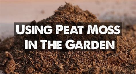 Peat Moss Our Guide On Using Sphagnum Peat In Your Garden