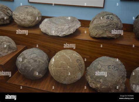 Fossilized Dinosaur Eggs Found From Gujarat Geology Museum Isi