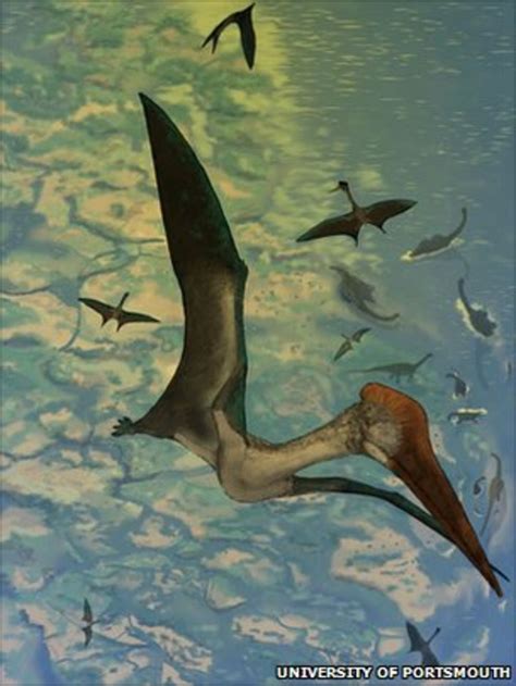 Pterosaurs Wings Key To Their Size Bbc News