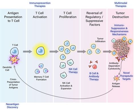 Critical Steps Of Effective Antitumor Immunity And The Immuno Oncology