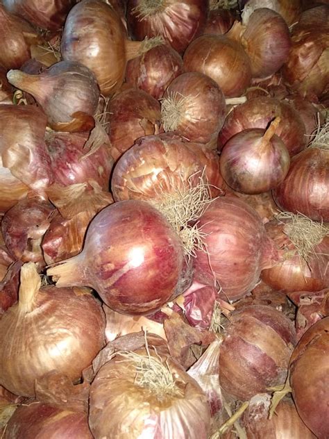 B Grade Maharashtra Onion For Food Onion Size Available Medium At Rs