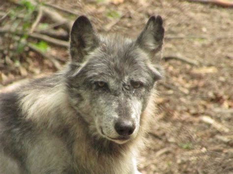 Gray Wolf Zoochat