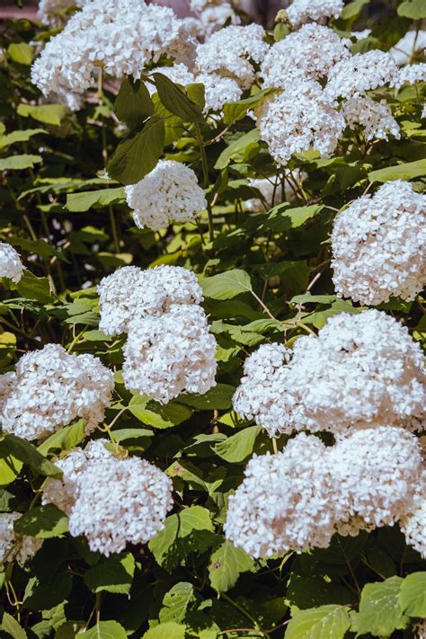White Cluster Flowers Photo Free Plant Image On Unsplash