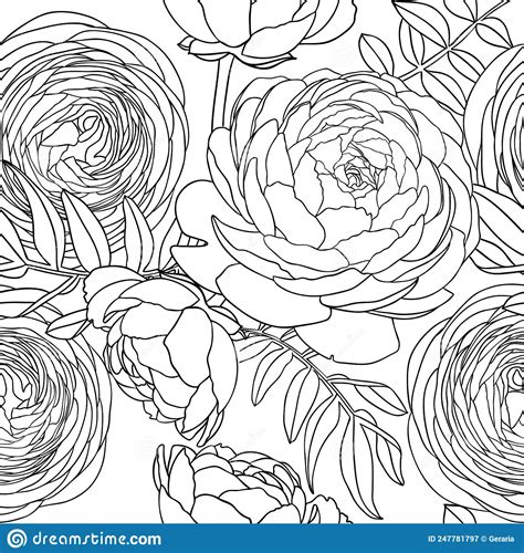 Line Art Ranunculus Background Abstract And Minimalist Illustrations
