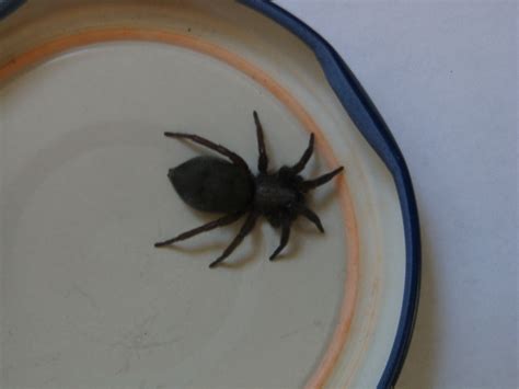 Die heimischen kleinen tierchen sind gefährlich für uns menschen und sind in der natur sogar ein. Unbekannte Spinne im Haus gefunden - Spinnen (Araneae ...