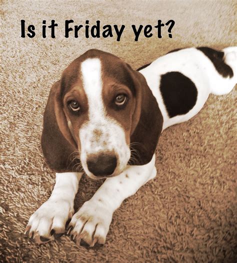 Happy Friday Friday Dog Happy Friday Thursday Meme