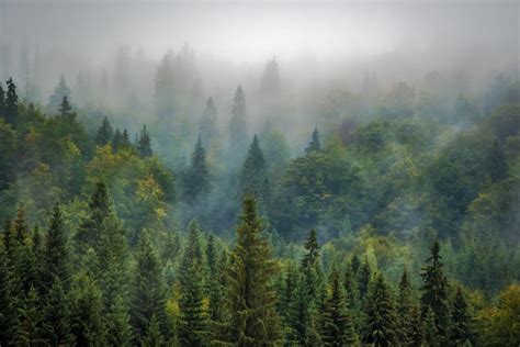 Free Images Tree Nature Wilderness Mountain Fog Mist Morning