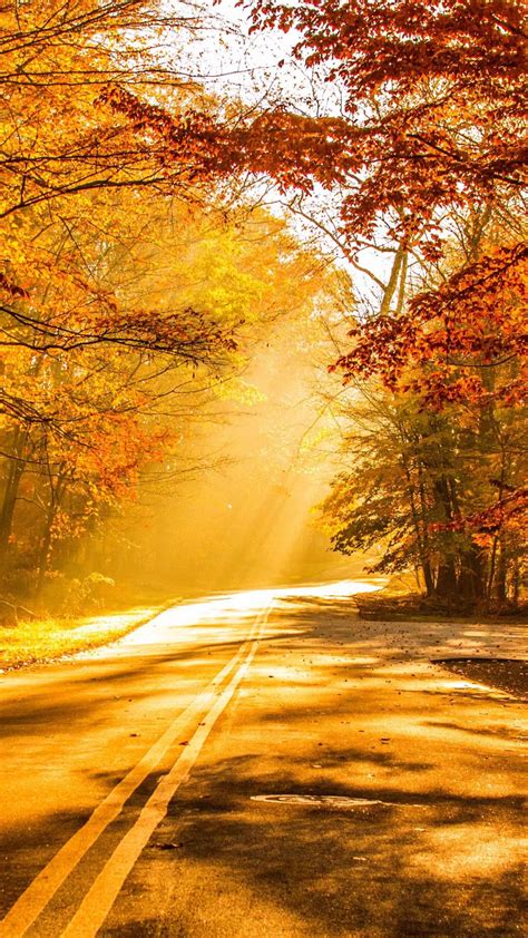 Download Fall Foliage Autumn Road 4k Ultra Hd Mobile Wallpaper