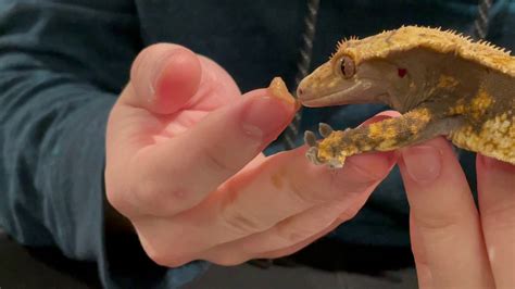 Crested Gecko Hand Feeding Youtube