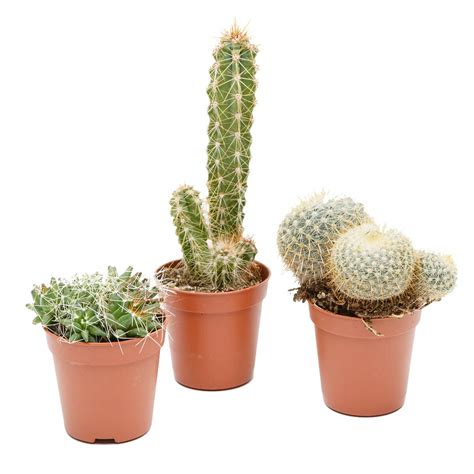 Mini Cacti Collection 3 Plants The Urban Botanist