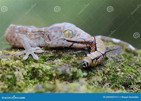 A Young Tokay Gecko Eating A Caterpillar On A Rock Overgrown With Moss