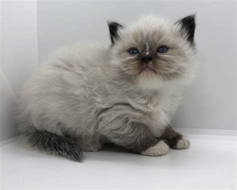 Available Ragdoll Kittens For Sale Mink And Sepia Ragdolls In 2020