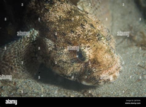 Giant Goby Gobius Cobitis A Species Of Goby Native To Coastal Marine