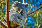 Visiting The Melbourne Zoo | A First Timer's Guide