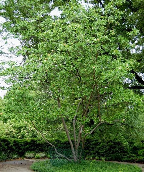 Top 10 Fastest Growing Shade Trees Top Inspired Fast Growing Shade