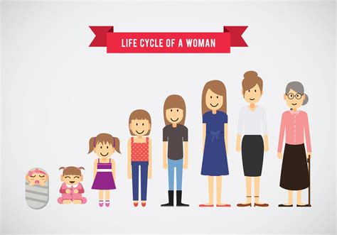 Life Cycle Of Woman Vector 153482 Vector Art At Vecteezy