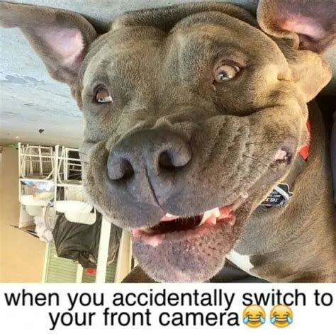 15 Best Pitbull Memes You Should Send To Your Friends Right Now The Paws