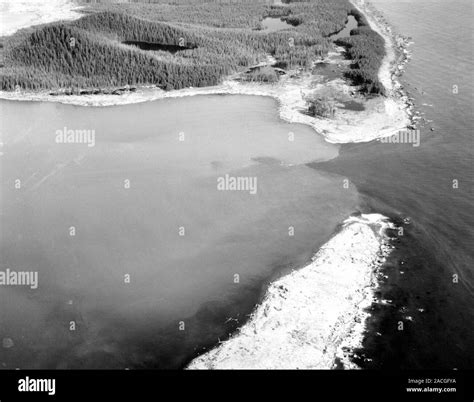Damage From Lituya Bay Tsunami Aerial Photograph From August Of Tree Lined Shoreline