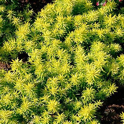 Zone 5 perennials can range from low growing plants to tall growing plants, those that produce colorful flowers. Angelina Stonecrop Sedum Plant, Bright Yellow Leaves ...