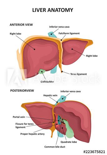 Ligamentum teresligamentum teres  obliterated fetal reminant ofobliterated fetal reminant of the umbilical vein in thethe umbilical vein in the fissure for. Human Liver Anatomy Stock Vector | Adobe Stock